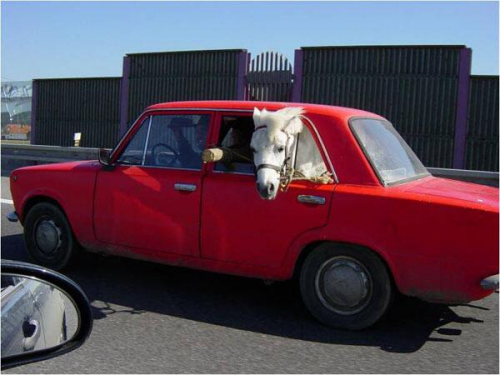 Wrong tool for the task-horse inside an ordinary car